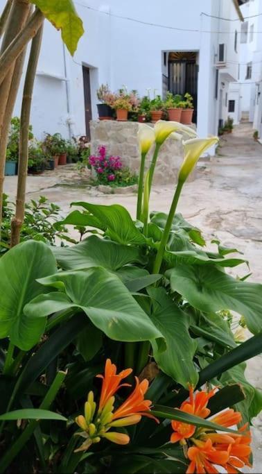 Casa Francisca En El Casco Antiguo Villa Vejer de la Frontera Exteriör bild